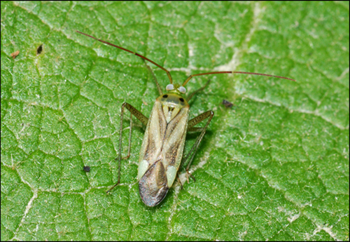 Miridae: Adelphocoris lineolatus dell''Emilia (MO)